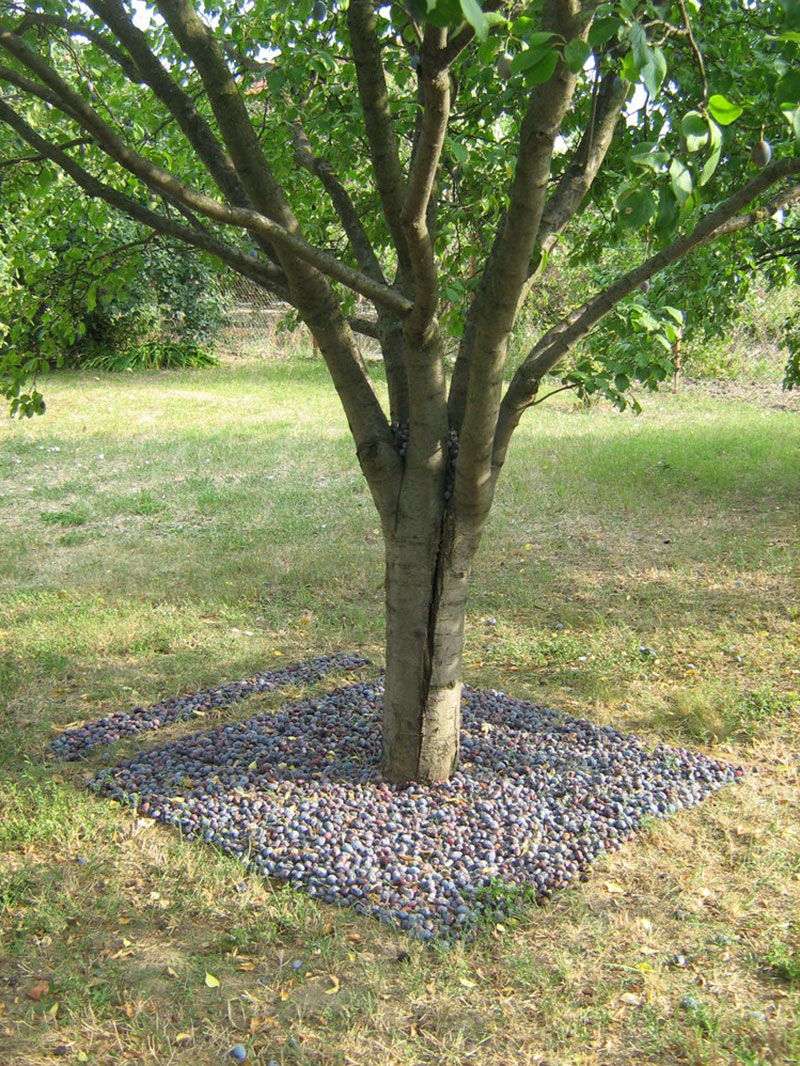 Hull a szilva a fáról 