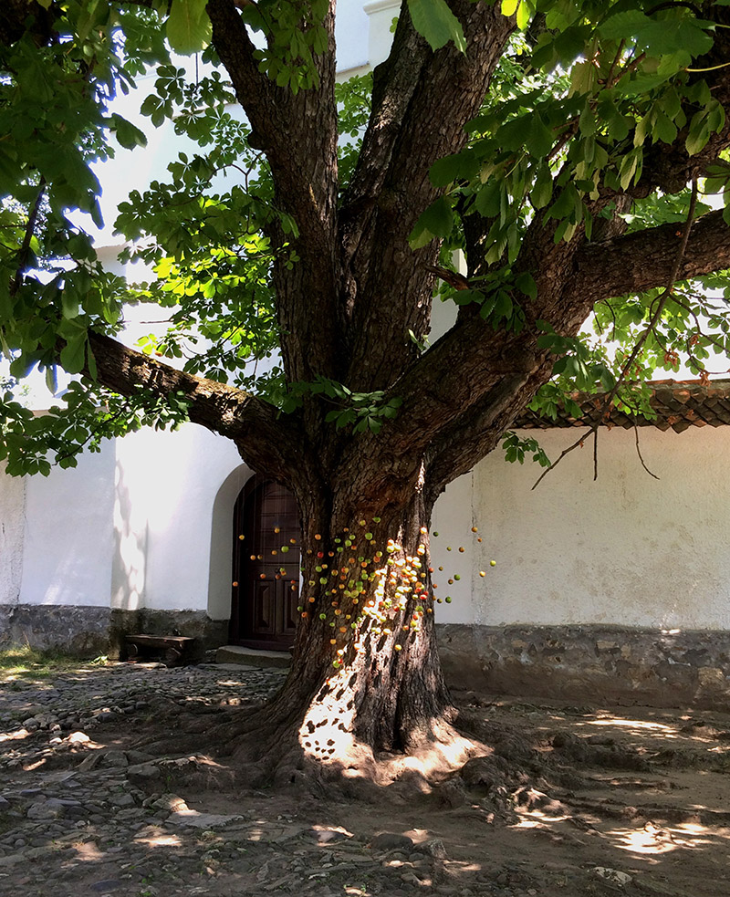 Éden | helyspecifikus installáció | 2015