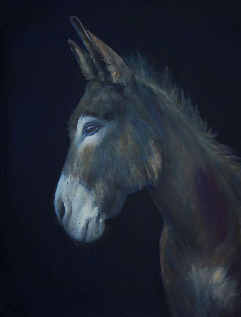 A kék szamár | 80 X 60 cm | 2013